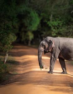 Wilpattu Landa Lodge