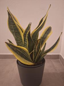 Maistu Pilia climbers rooms Ulassai