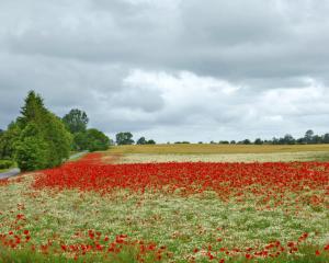 Ferienwohnungen am Waldessaum