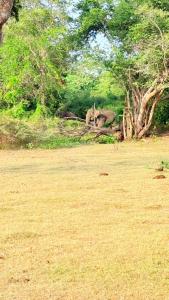 The Yala Vista