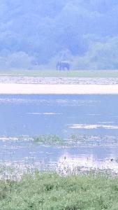 The Yala Vista
