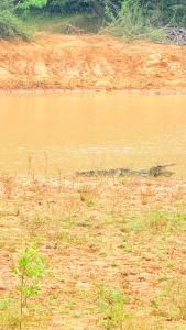 The Yala Vista