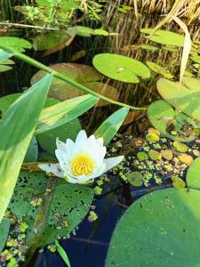 Domki Letniskowe Nika