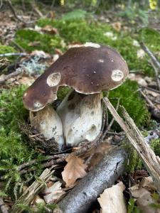 La Cigale Ardéchoise