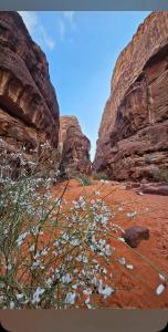 Fahd Camp Wadi Rum