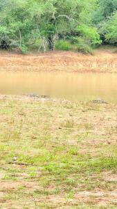 The Yala Vista