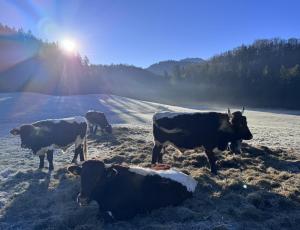 Ferienwohnung Hoisenlehen
