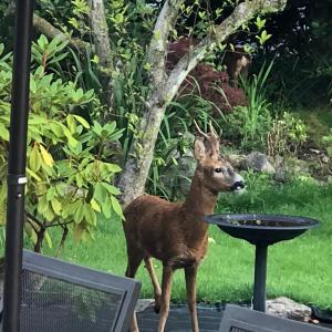 Meadfoot Guesthouse Room only accommodation for Adults
