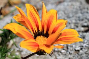 Apartments with parking space Jelsa, Hvar - 8698