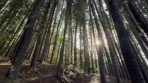 Islander on the Beach 151