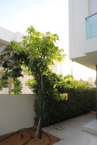 Yas Island Oasis near F1 Track, Theme Parks, Mall