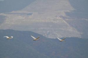 Kohaku - Vacation STAY 20481