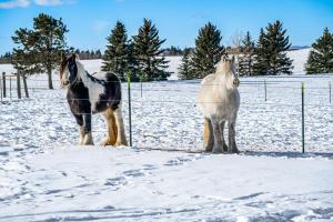 Clear Pikes Peak View, Horses On-Site! Mtn Getaway