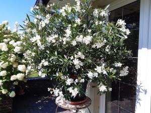 Apartment Apartment Royal by Interhome