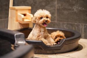 ゆるり箱根withDOGS