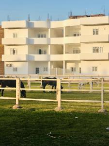 Star - private apartments