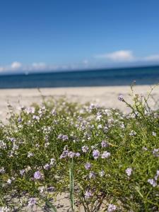 Romantic glamping in the forest near a sandy beach