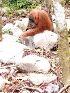 Tiga dara guest house & jungle trekking bukit Lawang