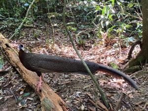 Batu Katak Jungle River & Trekking