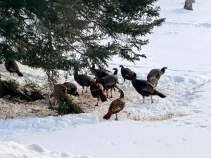 Paddlers Paradise Cabin with Direct Trail Access!