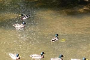 Riverbank Cottage River Ehan Double Balcony