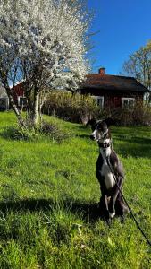 Lantliv x Hidhem countryside cottage