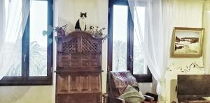 Shared Appartment with Kitten