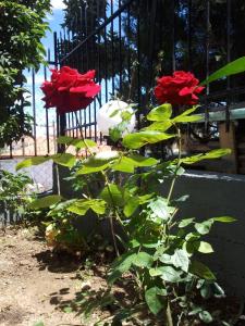 Mary Apartments Olympos Greece