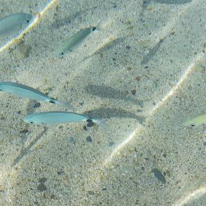 Casamanno al mare Kala e Moru Geremeas img14