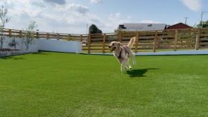 Aoniwa Awaji - Sea, Sky, Swing
