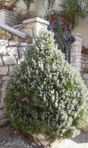 Apartments Mare Losinjska 16