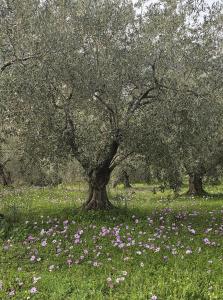 Sea view Goldins house
