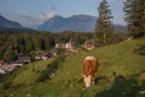 Appartements Stockinger A2