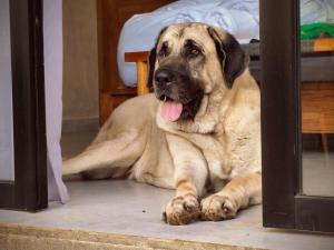 Pigstone Design Studios Beachfront