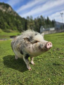 Bauernhof Haus Sturm