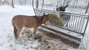 Le Renard - Oignies 50