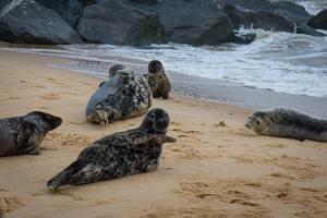 Modern Chalet Nearby Hemsby Beach Ref 83332S