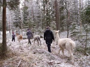 Nature resort Linnunrata