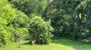 Licensed-8 Acre Estate, Trail & Stream with 3 Beds