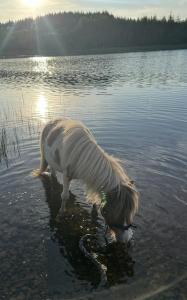 The Nest at Rockhill