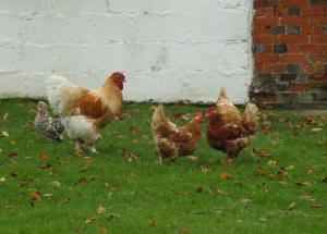 The Bung at Greatwood