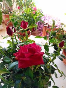 4 Seasons Suites Paradise Athens Airport 2