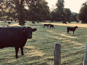 The Lambing Barn