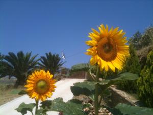 Villa Valentino Andros Greece