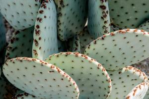 Desert Beauty Villa Heated Pool and Hot Tub