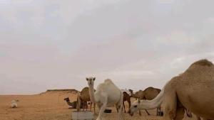 Wadi Rum Nada Camp