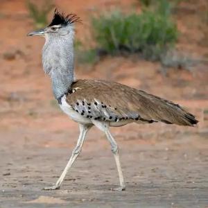 Golden Horn Safari Camp