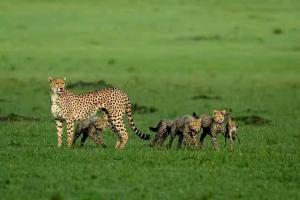 Golden Horn Safari Camp