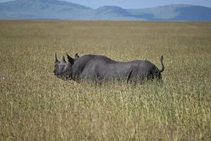 Golden Horn Safari Camp