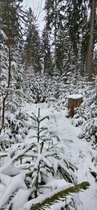 Ferienwohnung am Wald